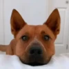 Cachorro Curioso