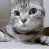 Gatitos Animados Pa Enviar 13