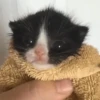 Cat Meme 2025 29