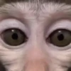 Monos Moods🙊🙉 5