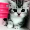 Милые кошки 16