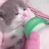 Милые кошки 8