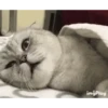 Cute cartoon 7