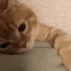 Gif kucing 8