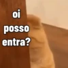 SÓ GATINHOS 🐈 8