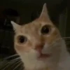 Cat Meme 2025 21
