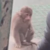 एनिमेटेड नन्हे बंदर 🐵 15