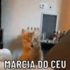 REAÇÕES ANIMADAS 15