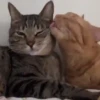 Gatitos lindos 3.0 - anubiss 27