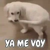Memes de Animales 🐕🐈 8