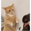 Animasi 9