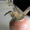 Gatitos pa' tu whatsaap ๏ᴥ๏ 18