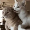 GATINHOS FOFOS V2 ❤️ 6