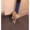 😸 Gatitos 😸 8