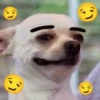 Perritos 🐕 8