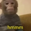 Macaquinhos reagindo 🙈 27