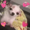 Perritos 🐕 7