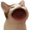 Cat Meme 2025 17
