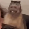 Macaquinhos reagindo 🙈 7