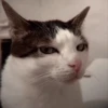 Cat Meme 2025 19