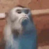 Macaquinhos reagindo 🙈 12