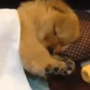 Dilo Con Animales  Vol.1 13
