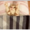 Cute cartoon 8