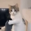 Gatinhos Memes🐈 14