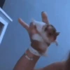 Dilo Con Animales  Vol.1 14