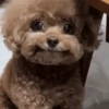 Memes cachorro | dog  10