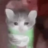 Gatitos Random 5