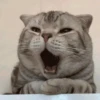 GATINHOS ANIMADOSS 9