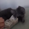 😻Gatitos Pal Chat 2 😹 10