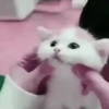 Милые кошки 6