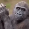Animals Reaction 7