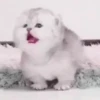 Милые кошки 9