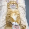 Perros y Gatos memes 🐾🐈🐶🐈‍⬛ 8