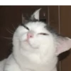 Gatos fofos e engraçados ❤️ 13