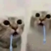 ❀ᮬ🐱⣧ ᩡᩡ Gatitos!©️Pochis 6