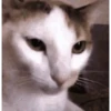 Low quality cat 10