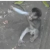 Animais malucos 😎 10