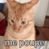 Cat 5