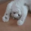 GATINHOS FOFOS V2 ❤️ 8