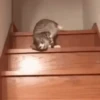 😸 Gatitos 😸 13