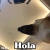 ✴️💚Funny Dogs🐶✴️ 9