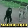 Animals Reaction 5