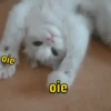 GATINHOS ANIMADOSS 7