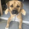 Memes cachorro | dog  14