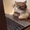 😻Gatitos Pal Chat 2 😹 11