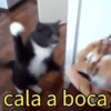 Cat 9